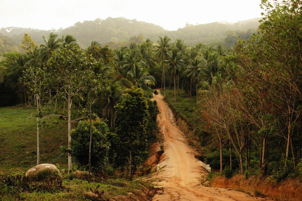 A red laterite road runs downhill between palms and dense green forest under a warm morning haze.